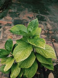 High angle view of plant growing on field