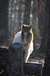 View of a tree trunk and horse