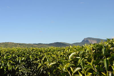 Scenic view of field against clear sky