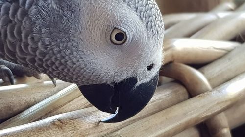 Close-up of parrot