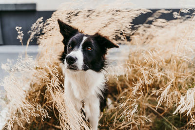 Border coolie dog standing among leaves