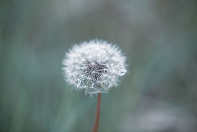 Close-up of dandelion flower