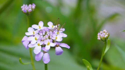 Close-up of purple flowers