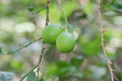 fruit