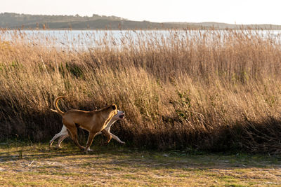 View of dog on field