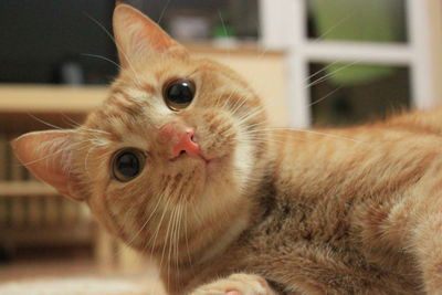 Close-up portrait of cat