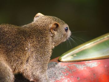 Close up of alert squirrel