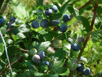 Close-up of berries growing on tree