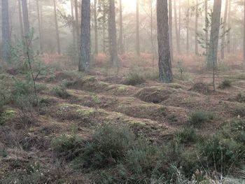 Pine trees in forest