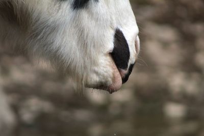 Close-up of a horse