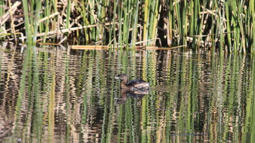 Ducks swimming in lake