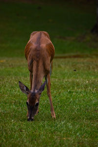 Deer grazing in the forest