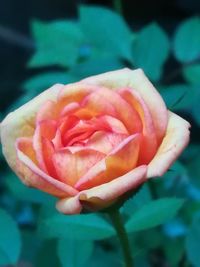 Close-up of flower blooming outdoors