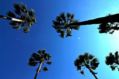 Low angle view of trees against blue sky