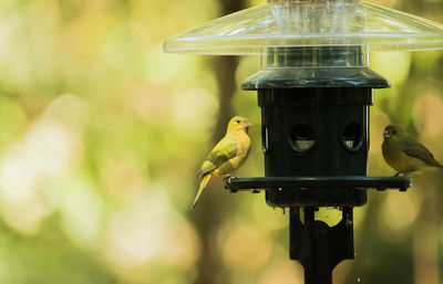 Close-up of bird perching on feeder