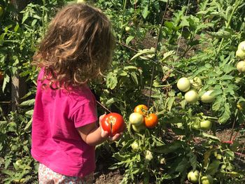 Girl picking tomatoes