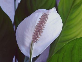 Close-up of white rose plant