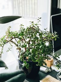 Close-up of potted plant on table at home