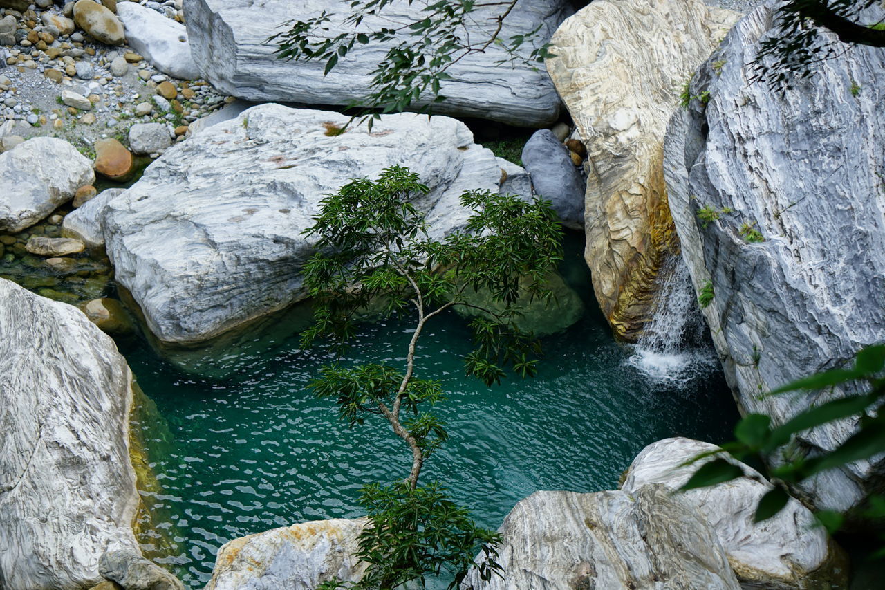 PLANTS GROWING IN STREAM