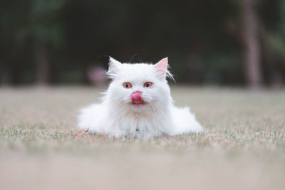 Close-up portrait of white cat