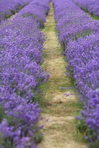 Trail amidst lavender farm