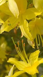 Close-up of yellow flower