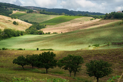 High angle view of trees on landscape