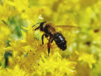 Close-up of bee pollinating on yellow flower