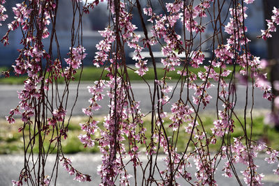 Close-up of pink flowering plants against blurred background