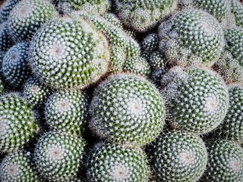 Full frame shot of succulent plant