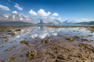 Seaweeds at riverbank