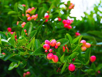 Close-up of pink flowering plants