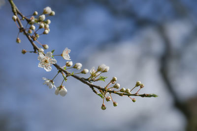 Close-up of cherry blossoms in spring