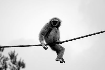 Low angle view of gibbon on rope against sky at zoo
