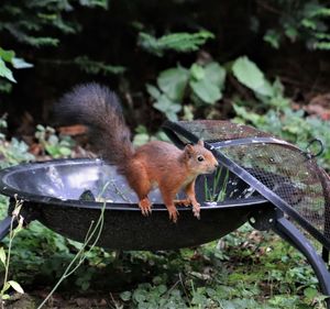 Close-up of squirrel on ground