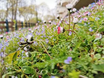 Close-up of purple flowering plants on field