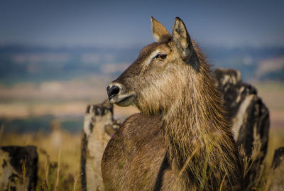 Close-up of a horse on field