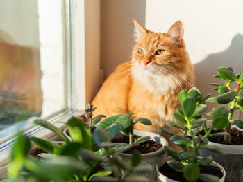 Portrait of cat sitting on window sill