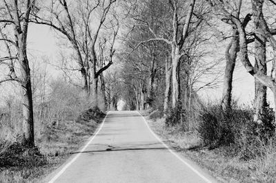 Road amidst trees in forest