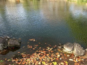 High angle view of lake by trees