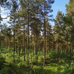 Trees in forest