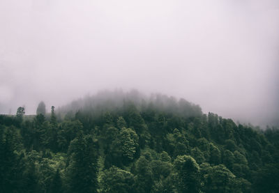 Scenic view of forest against sky during foggy weather