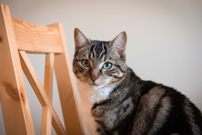 Close-up portrait of tabby cat