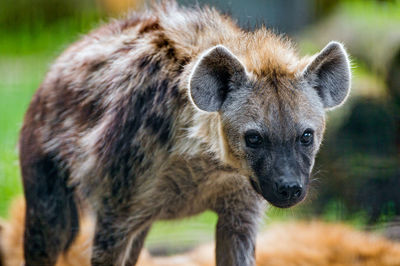 African black spotted hyena