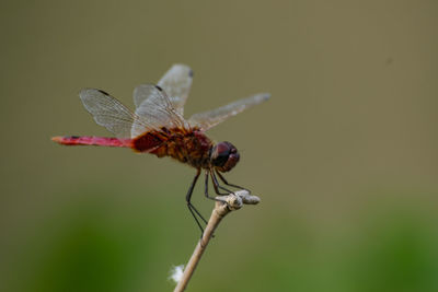 Close-up of dragonfly on plant