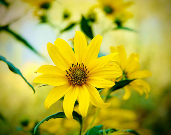 Close-up of yellow flower
