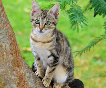 Close-up portrait of cat on tree
