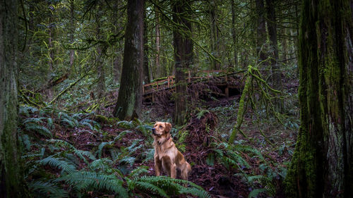 Cat on tree in forest