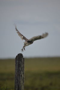 Bird perching on wooden post