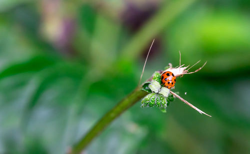 Close-up of butterfly on leaf